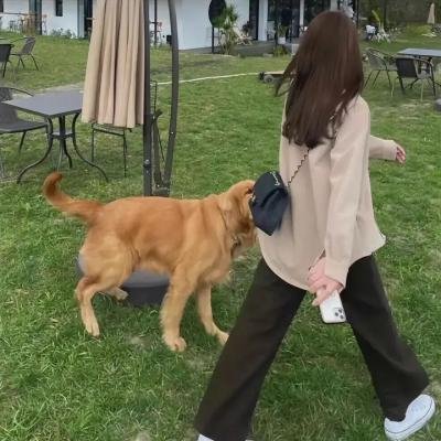 春曲丽影